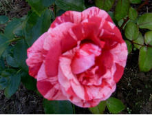 BROWNIE (������)