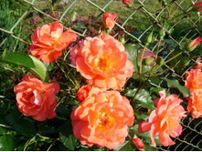 ����������