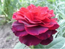 ASTRID GRÄFIN VON HARDENBERG (������ ������ ��� ����������)