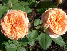 Crown Princess Margareta(����� �������� ��������)