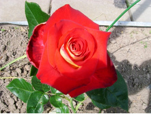 ��� �������� �������� � Colette (�����)