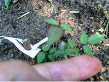 ���������� ���������� ������.JPG