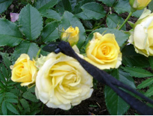 ���� �� ����������.JPG