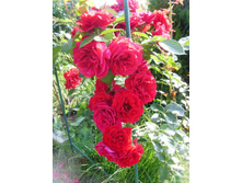 ��������� ���������� ��� �����