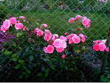 �������� �������