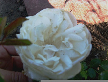 ������ �����..JPG