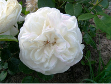 ������ �������.JPG