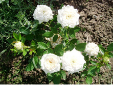 ����. ������� �� �����.JPG