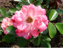 ROSENSTADT FREISING (���������� �������)