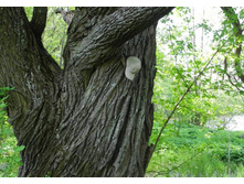 �������-3 ���