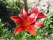 ����������� 233.jpg