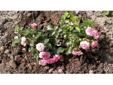 4 ������.jpg