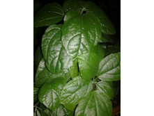 ������������ �������