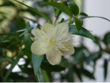 ������ ����