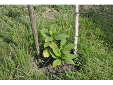 ���������. ����-�