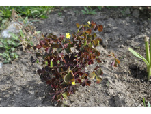 ��� ��� ����������?