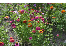 ����� \"�������\"