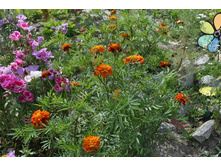 �������� �������