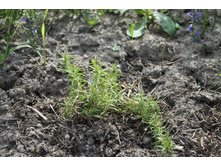 ����� ���������� �� ���� Vishenk�