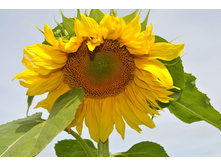 �������� ���������