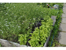 ������� ��� ���� ����