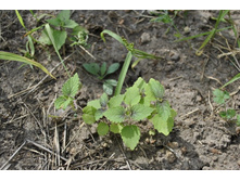 ������� ��������