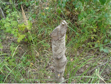 ���������� ������