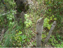 ����� \"���������\" ��������� �����