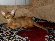 ����������� 080.jpg