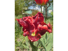 ��� ������