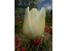 ����� �����