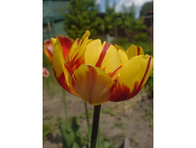 ������ �����