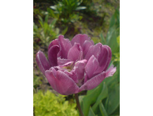 \"��� �������\"