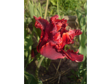 ��� ������