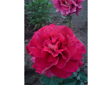 ���������� � ��������