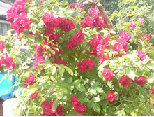 ��� �� ��������