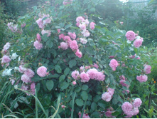 ��� � ���� ���� ����������