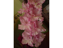 ������ �������