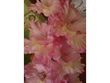 ������ �������