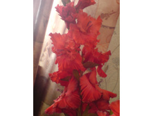 ���� ����, ����!