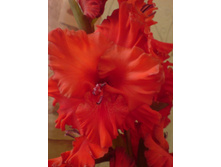 ���� ����, ����!