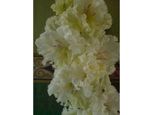 ������ ������������