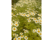 �������� �������