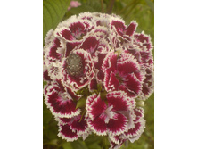 �������� �������� ��������