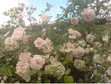 ��� ����