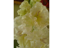 ������ ������������