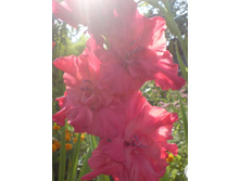 ������� ���������