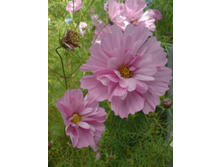 ������ �������� �������