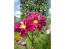 ������ �������� ��������