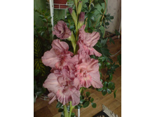 ����������� - ��� ��������))